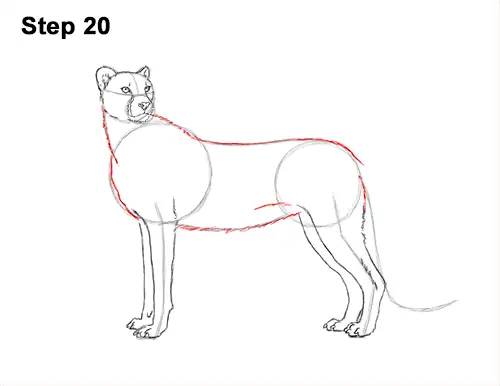 How to Draw a Cheetah Standing Side 20