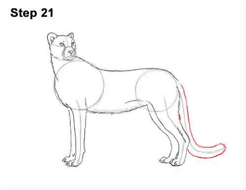 How to Draw a Cheetah Standing Side 21