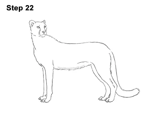 How to Draw a Cheetah Standing Side 22