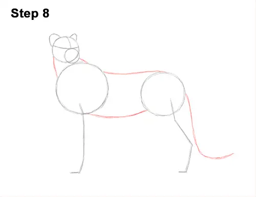 How to Draw a Cheetah Standing Side 8