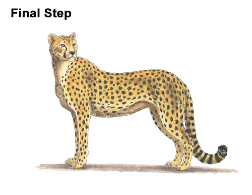 How to Draw a Cheetah Standing Side Color