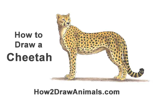 Featured image of post Cheetah Running Cartoon Drawing