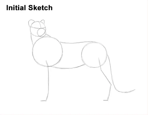 How to Draw a Cheetah Standing Side Guide Lines