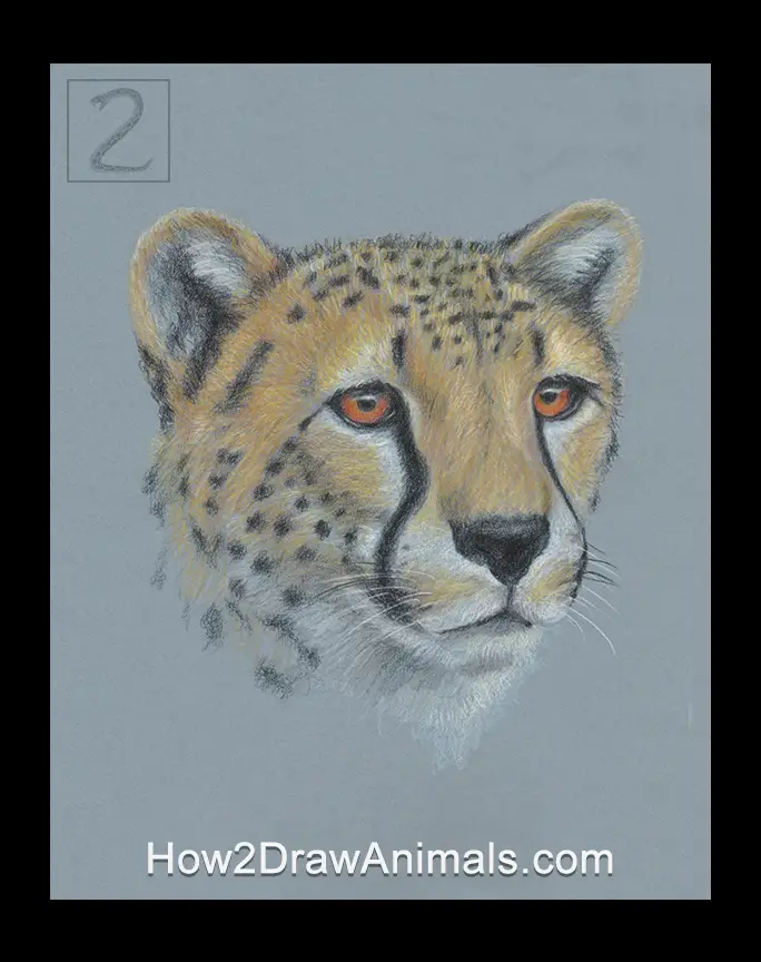 Cheetah Portrait Drawing
