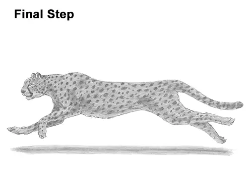 Draw Cheetah Running