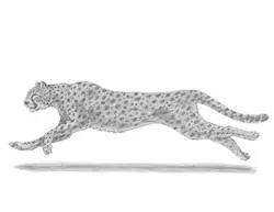 How to Draw a Cheetah running