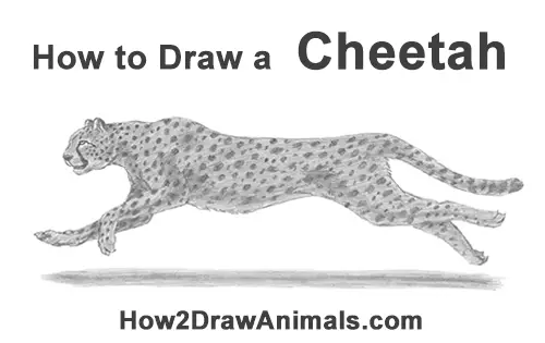 How To Draw A Cheetah Running