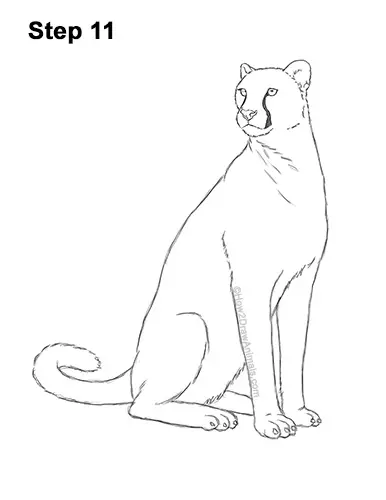 How to Draw a Cheetah Sitting Side View 11