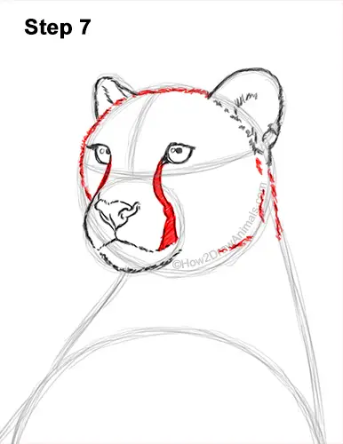 How to Draw a Cheetah Sitting Side View 7