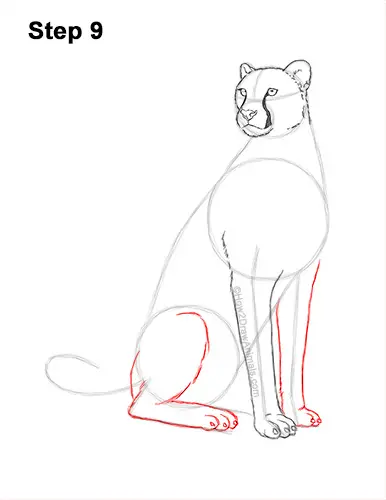 How to Draw a Cheetah Sitting Side View 9