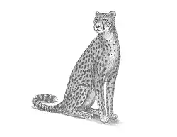 How to Draw a Cheetah Sitting side view