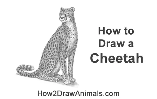 How to Draw a Cheetah Sitting Side View