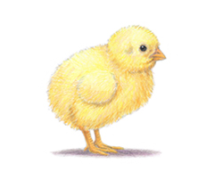 How to Draw a Cute Baby Chick