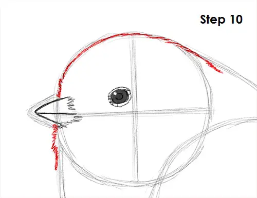 Draw Chickadee 10