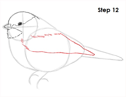 Draw Chickadee 12