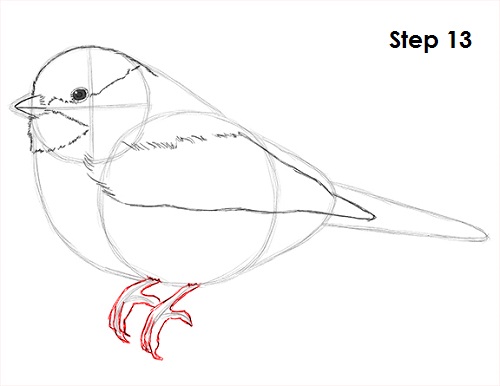 Draw Chickadee 13