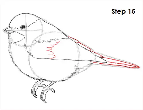 Draw Chickadee 15