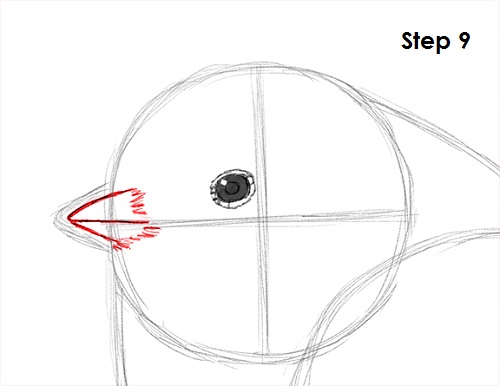 Draw Chickadee 9