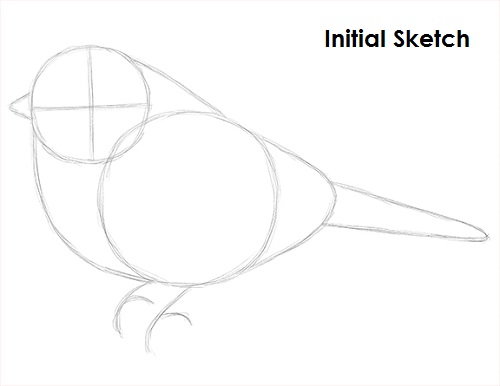 Draw Chickadee Sketch