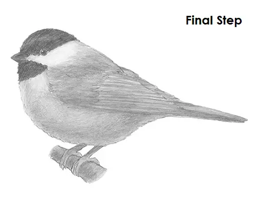 Draw Chickadee Final