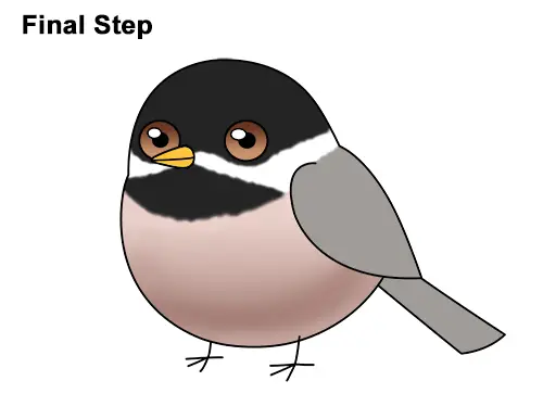 Draw Cute Cartoon Chibi Little Mini Chickadee Bird