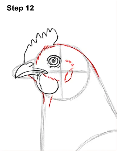 How to Draw a Chicken Hen Bird 12