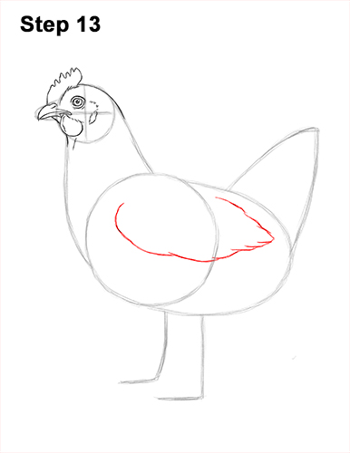 How to Draw a Chicken Hen Bird 13