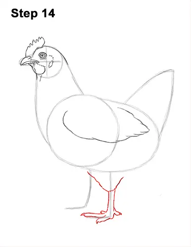 How to Draw a Chicken Hen Bird 14