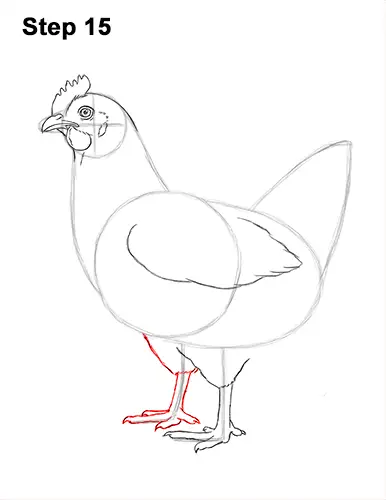 how to draw chicken hen bird 15