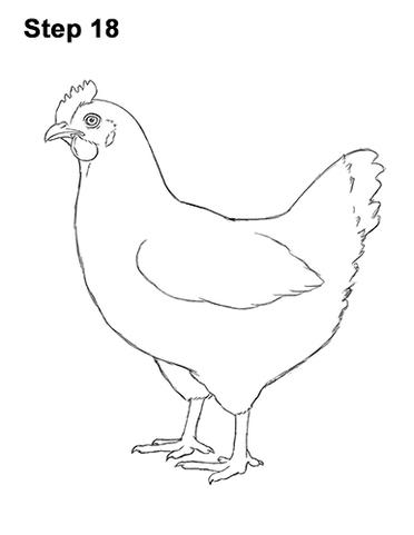 How to Draw a Chicken (Hen)
