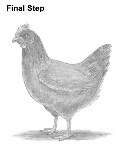 How to Draw a Chicken Hen Bird