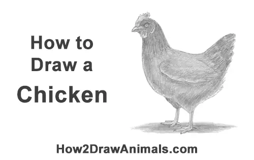 How to Draw a Chicken Hen Bird