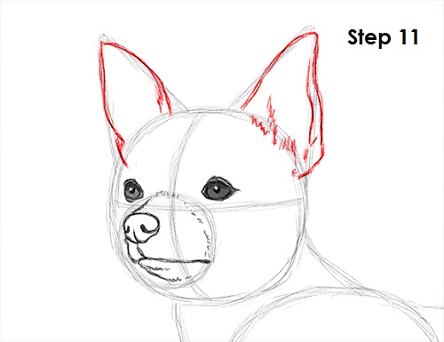 Draw Chihuahua 11