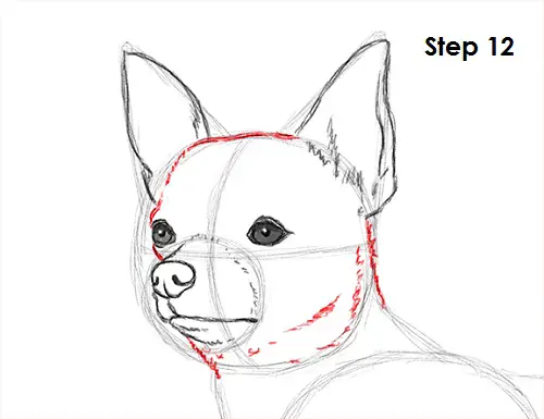 Draw Chihuahua 12