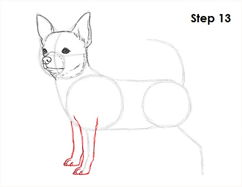 Draw Chihuahua 13