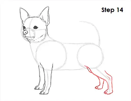 Draw Chihuahua 14