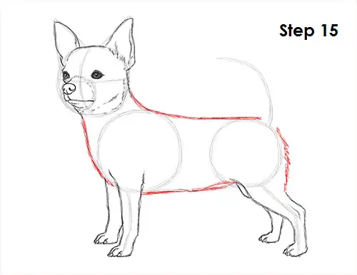 Draw Chihuahua 15