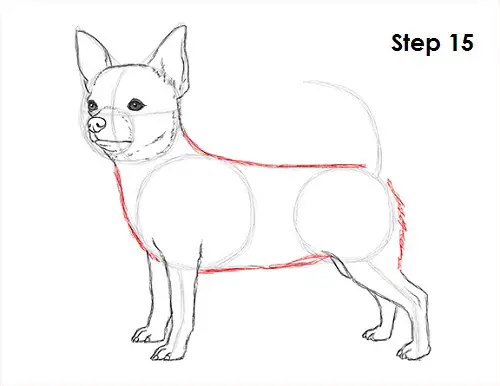 Learn How to Draw Chucky Chihuahua from The Ugglys Pet Shop The Ugglys Pet  Shop Step by Step  Drawing Tutorials