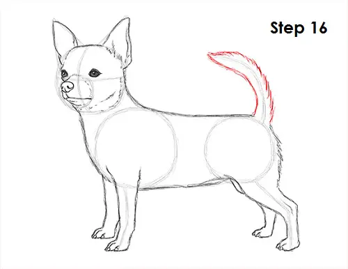 Draw Chihuahua 16