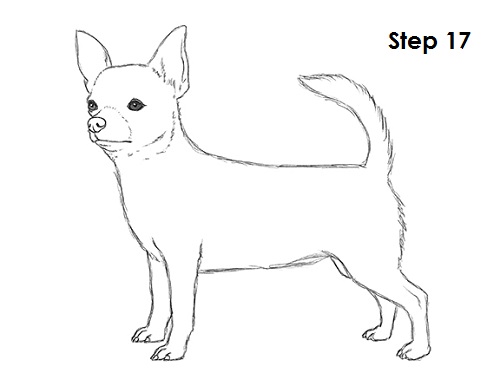 Draw Chihuahua 17