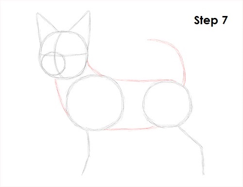 Draw Chihuahua 7