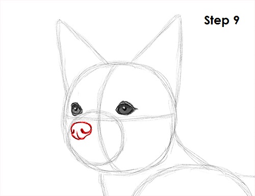 Draw Chihuahua 9