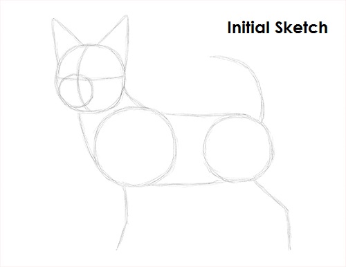 Draw Chihuahua Initial Sketch