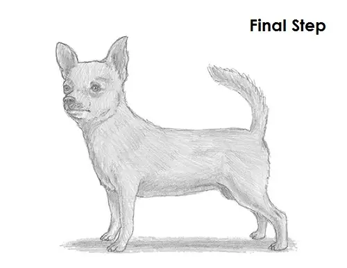 Draw Chihuahua