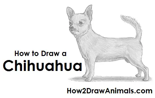 Single one line drawing funny chihuahua dog Vector Image