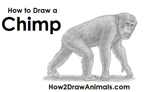 Draw Chimpanzee