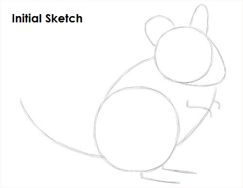 Draw Chinchilla Sketch
