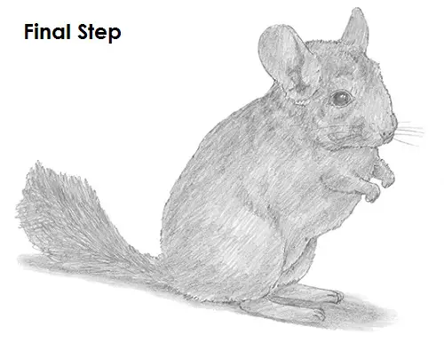 How to Draw a Chinchilla