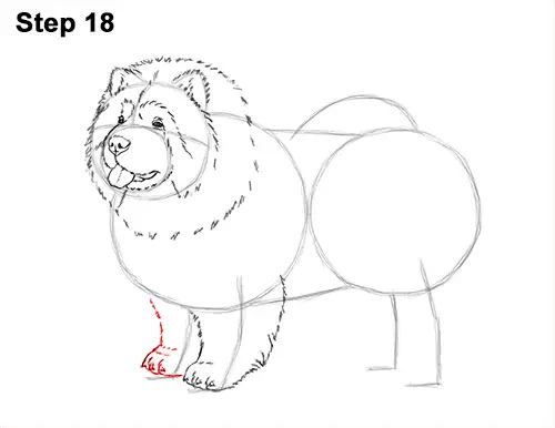 How to Draw Cute Chow Chow Puppy Dog 18