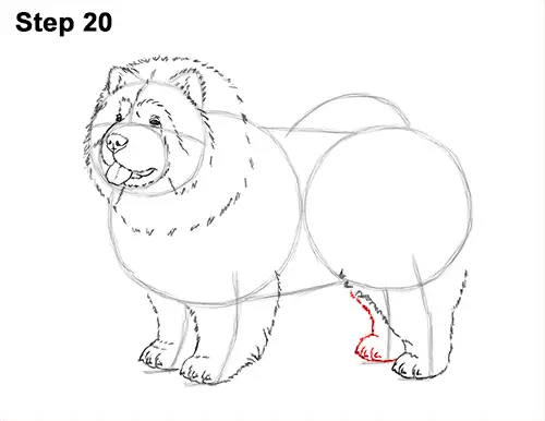 How to Draw Cute Chow Chow Puppy Dog 20